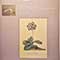 St. Anthony Singers, The Boyd Neel Orchestra, Anthony Lewis, Jennifer Vyvyan, Nancy Evans, William Herbert, George James, Ralph Downes - Mozart; Litaniae Lauretanae, K. 195, Lataniae De Venerabili Altaris Sacremento, K. 243